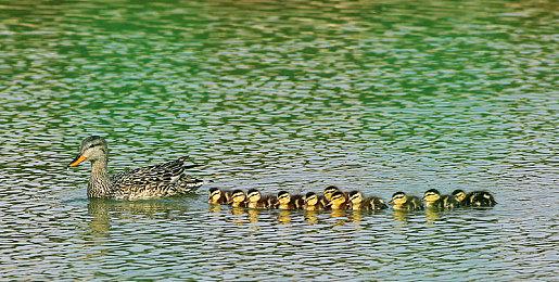 《忍者龙剑传外传 Ragebound》预告 明年夏季发布